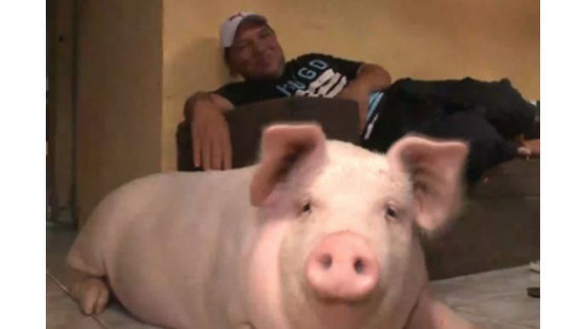 Imagem Família decide adotar porca que comprou para ceia de Natal: “Peguei muito amor”