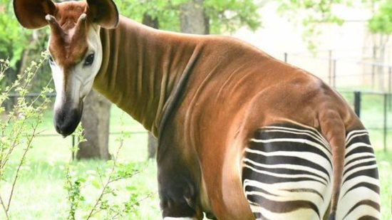 “Meio girafa e meio zebra” animal em risco de extinção ganha novo filhote - Reprodução/Instagram
