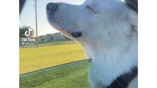 Vídeo mostra cachorro cego percebendo que dono está o levando para o parque - reprodução TikTok