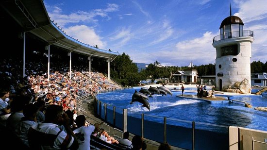 Orcas do parque Sea World - Getty Images