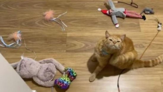 Gato rouba brinquedo dos vizinhos - Reprodução / Ingrid Moyle
