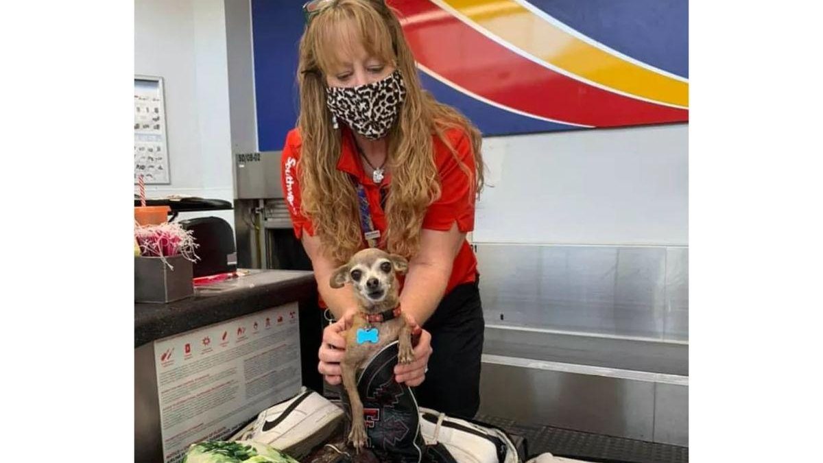 Casal descobre que cachorra da família estava escondida na mala após serem parados no aeroporto - Reprodução/Facebook/Jared Owens