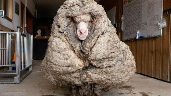 Ovelha perde 35 kilos de lã - reprodução Youtube