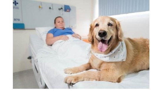 Imagem Hospitais de Porto Alegre autorizam pacientes internados a receber visitas de pets