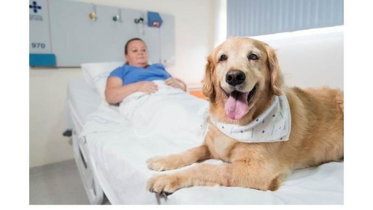 Imagem Hospitais de Porto Alegre autorizam pacientes internados a receber visitas de pets