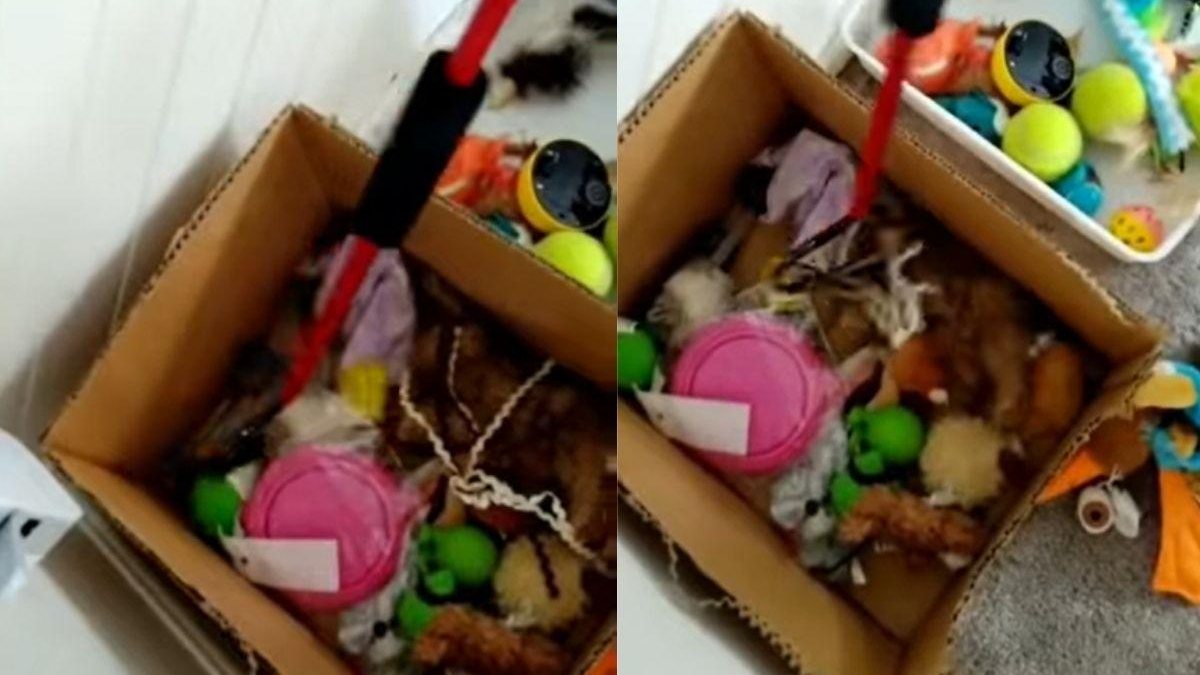 Mãe encontra cobra nos brinquedos da filha - Reprodução / Facebook / Sunshine Coast Snake Catchers