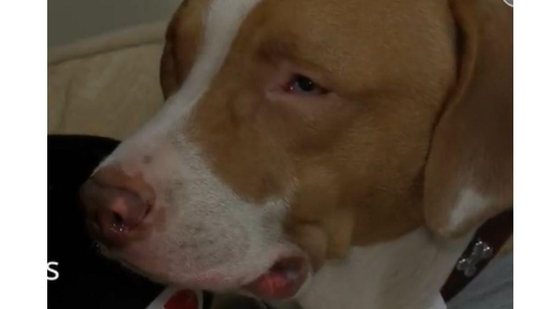 Cachorro salva vida de mulher - Reprodução / NBC