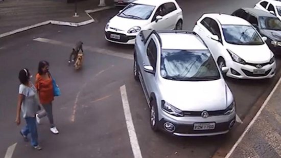 Elas tomaram um baita susto com os cães correndo em alta velocidade! - reprodução / vídeo YouTube