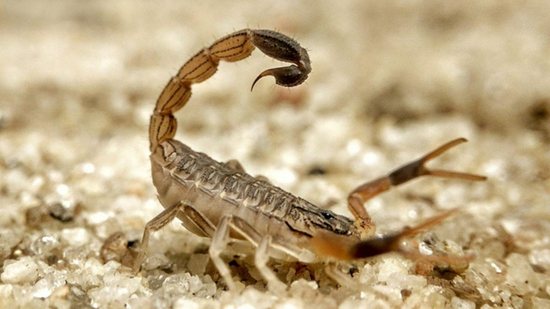 Menina de 8 anos morre depois de ser picada por escorpião - Reprodução Arquivo Pessoal