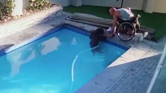 O homem conduziu o cachorro até a escada da piscina - Reprodução/Daily Mail