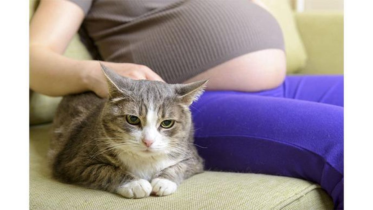 Não há nenhum problema em ter gatos na gravidez - GettyImage