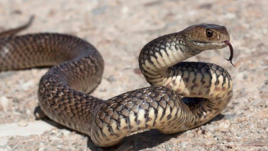 A cobra foi identificada como ‘dormideira’ - Reprodução/ND Mais