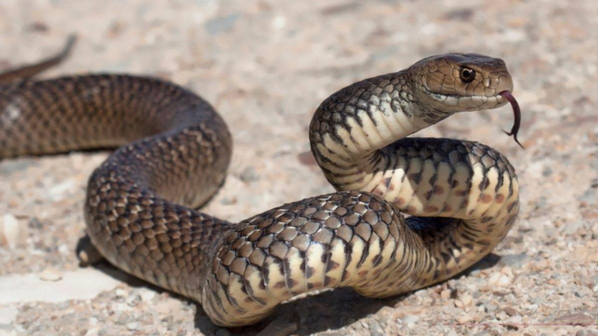 Mulher vai ao hospital após mordida de cascavel, e polícia descobre que ela tinha 110 cobras em casa - Reprodução / IAK
