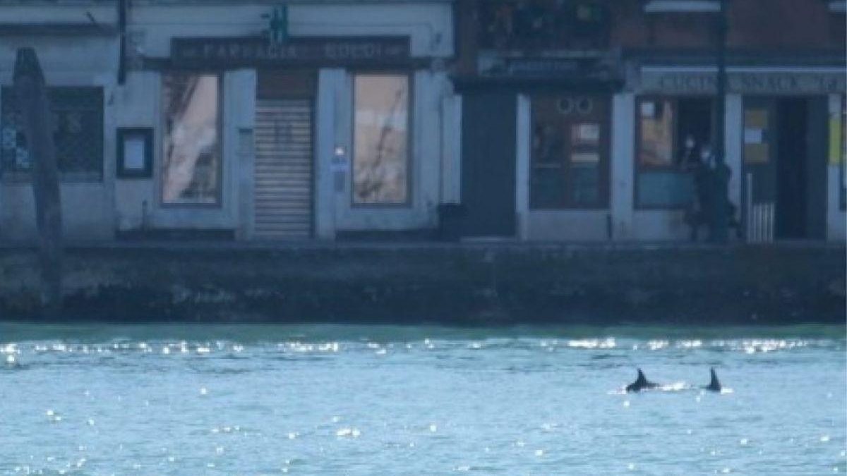 Sem turistas por conta da pandemia, golfinhos são flagrados nadando em Veneza - Reprodução / CNN