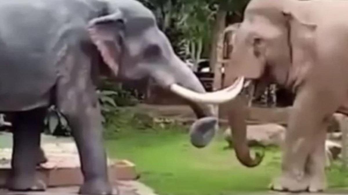 O elefante confundiu a estátua com outro elefante - Reprodução / Youtube