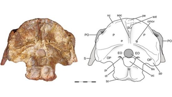 Pesquisadores encontram fóssil de dinossauro na Patagônia - reprodução/ revista científica Journal of Vertebrate Paleontology 