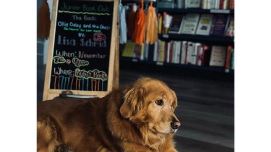 Golden Retrievier ganha livraria com o próprio nome e vira gerente da loja - reprodução Instagram