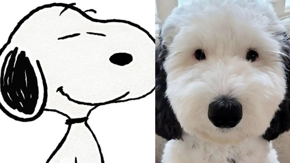Bayley é muito parecida com o personagem Snoopy - Reprodução/Instagram