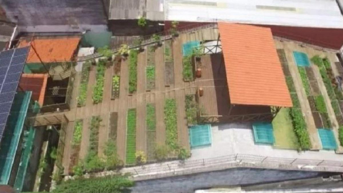 Horta no telhado - Divulgação/ CPP