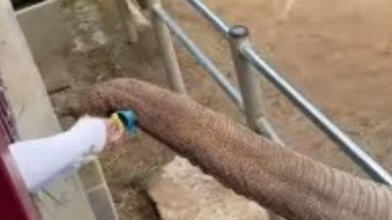 Imagem O melhor vídeo que você vai ver hoje: elefante devolve sapato que criança derrubou em zoológico