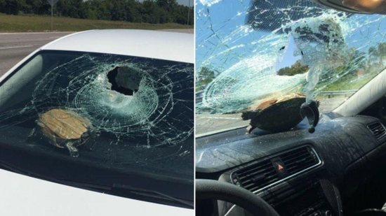 Tartaruga bate no para-brisa de carro e atinge mulher de 71 anos na cabeça - Reprodução / NYPost