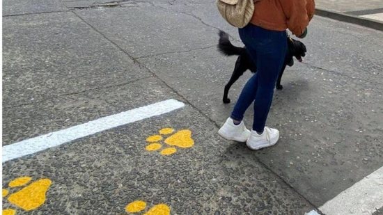 Chile cria faixas exclusivas para cães e gatos atravessarem a rua - reprodução Catiorro Reflexivo