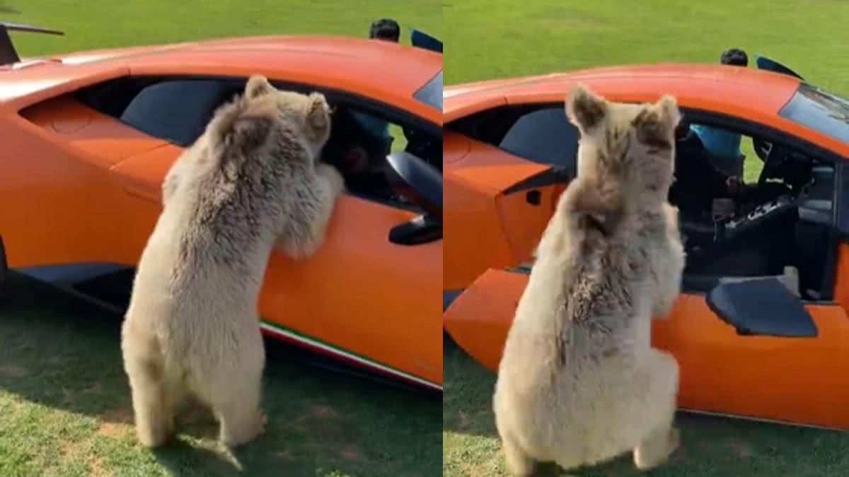 Um urso quebrou um carro do homem mais rico de Dubai ao tentar comer uma maçã - reprodução/Instagram/@humaidalbuqaish