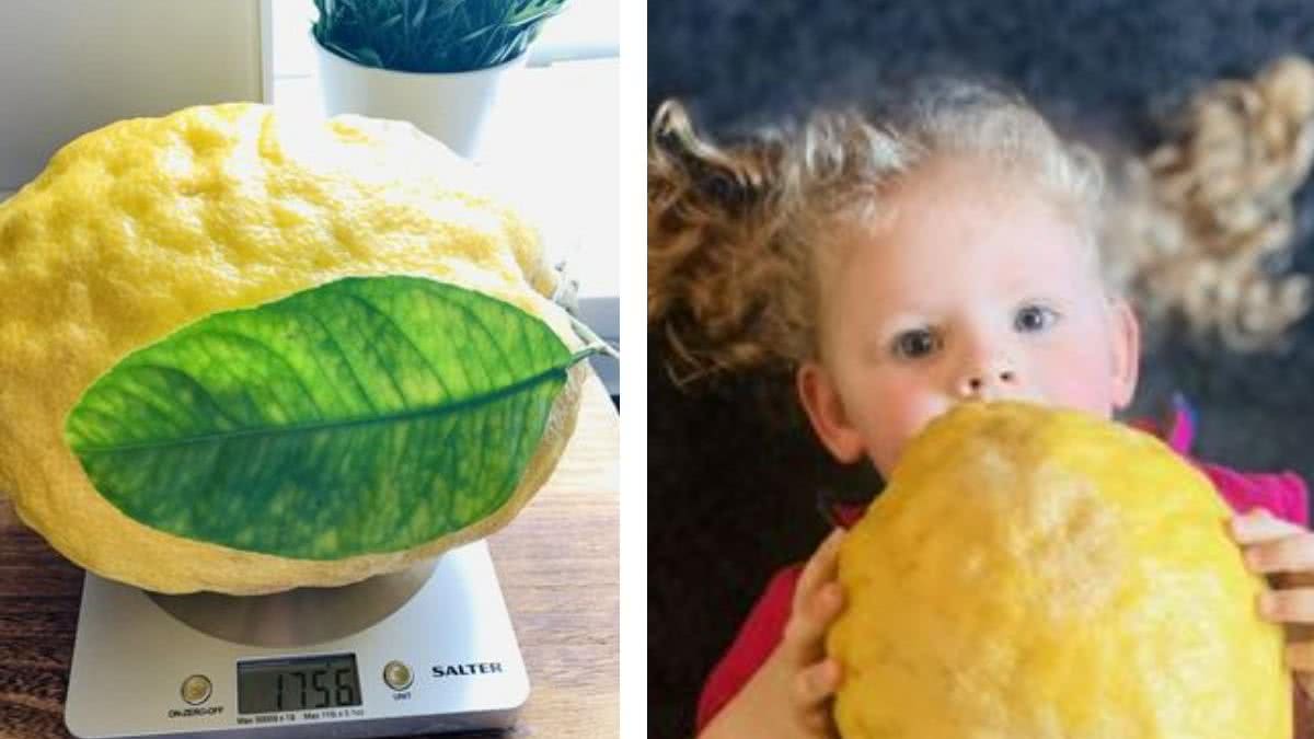 Mãe mostra limão ‘gigante’ que encontrou: “É maior que a cabeça do meu filho de um ano” - reprodução Mirror