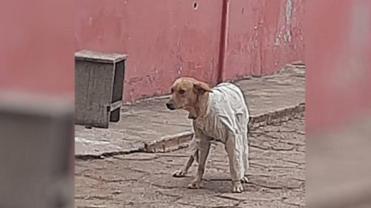 Jovem agasalha cachorro na rua - Reprodução/ Facebook