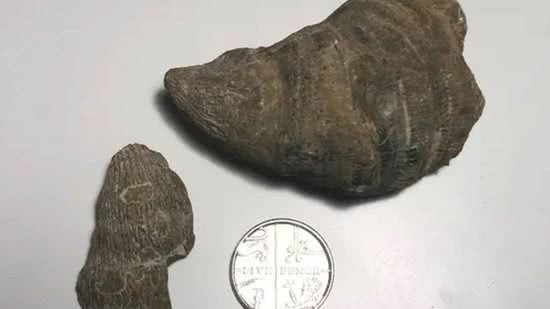 Um menino de 6 anos de idade descobriu um fóssil no quintal de casa - reprodução/Thinkstock
