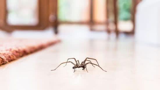 Homem adota aranha enorme e apelida ela carinhosamente - Reprodução/Twitter