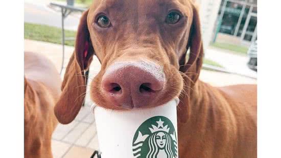 Os donos de cachorros poderão levar uma bebida gratuita ao consumir na rede - reprodução / Getty Images
