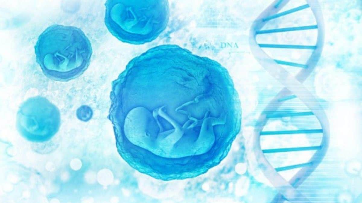 Os estudos apontaram um avanço nas células troncos do embrião - iStock