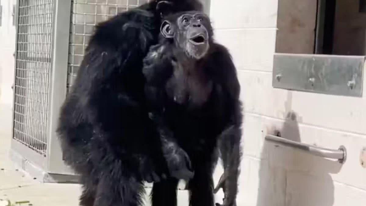 Chimpanzé se emociona ao ser resgatar - Reprodução/Youtube