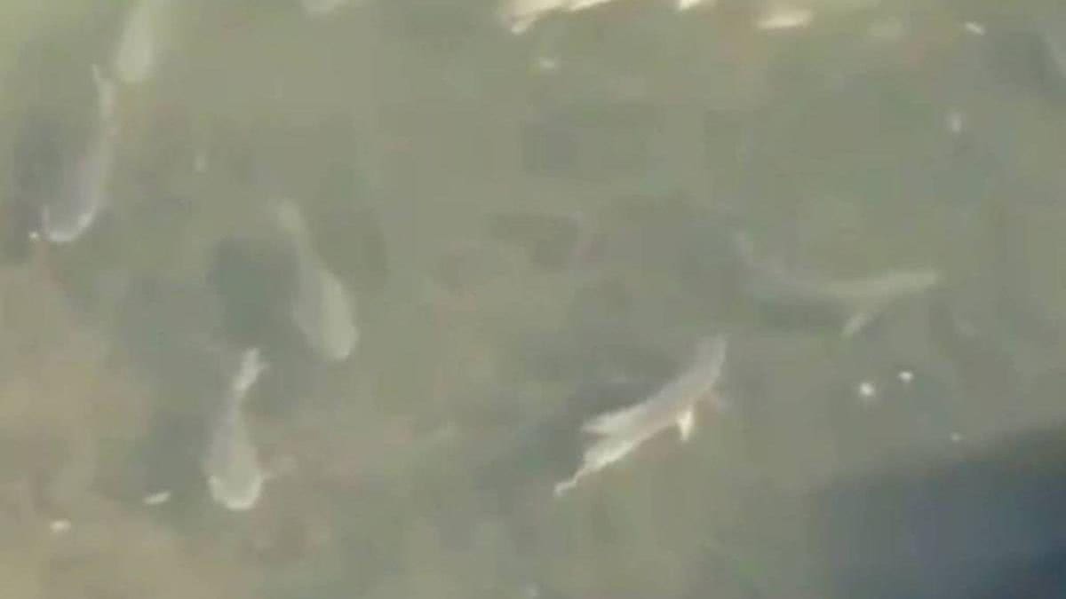 Peixes são vistos nadando em trecho do rio Pinheiros, em São Paulo - Reprodução / Youtube