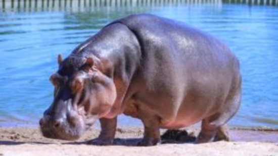 Bebê hipopótamo tinha 15% de chance de sobreviver - Reprodução/ The Objective/ Eduardo Verdugo