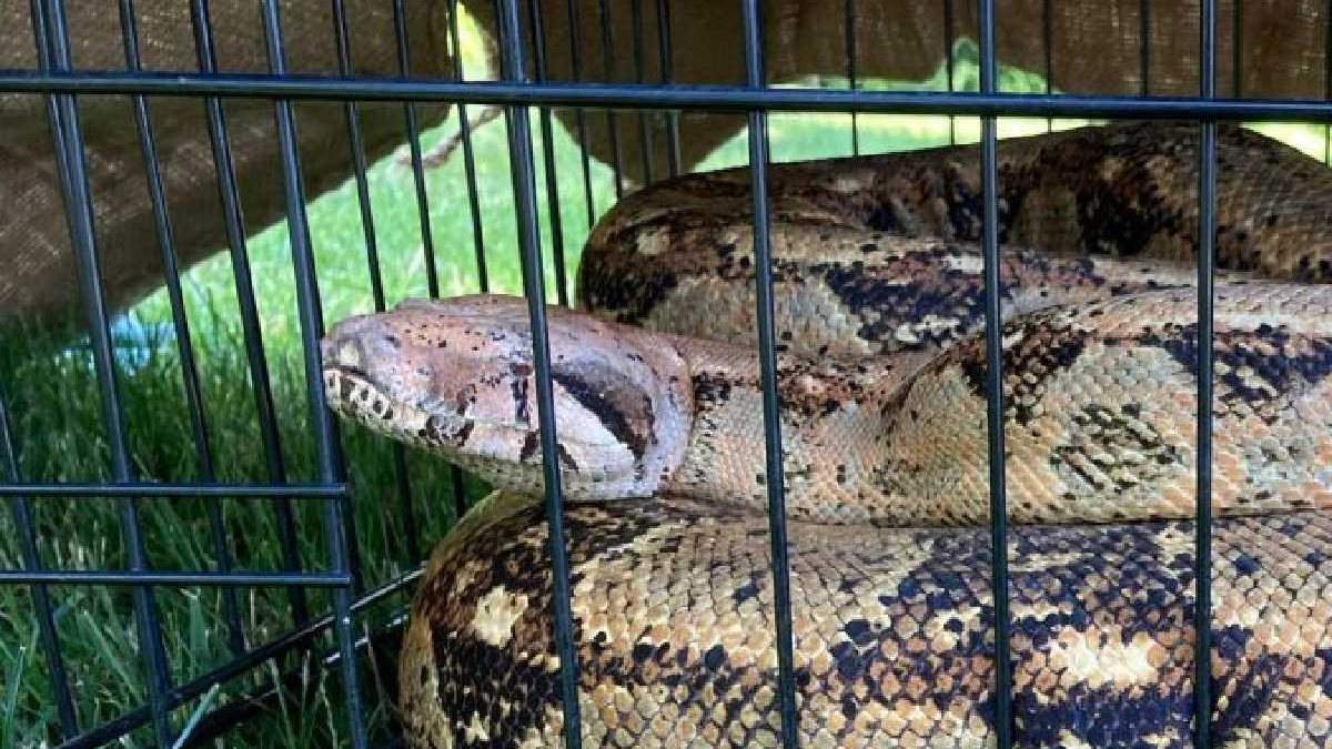 Cobra de mais de 2 metros aparece em quintal de casa em Nova Iorque - reprodução/WKBW-TV