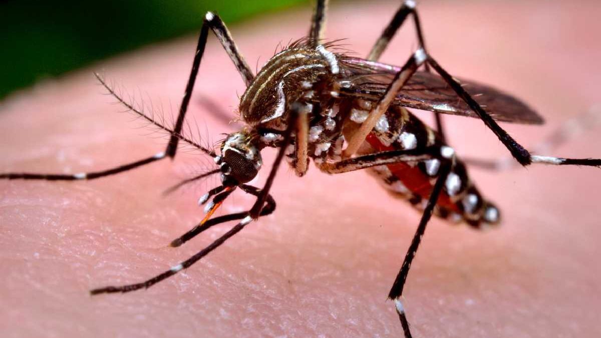 Casos de dengue aumentam 165% no Brasil: veja como diferenciar a doença da covid-19 - Getty Images