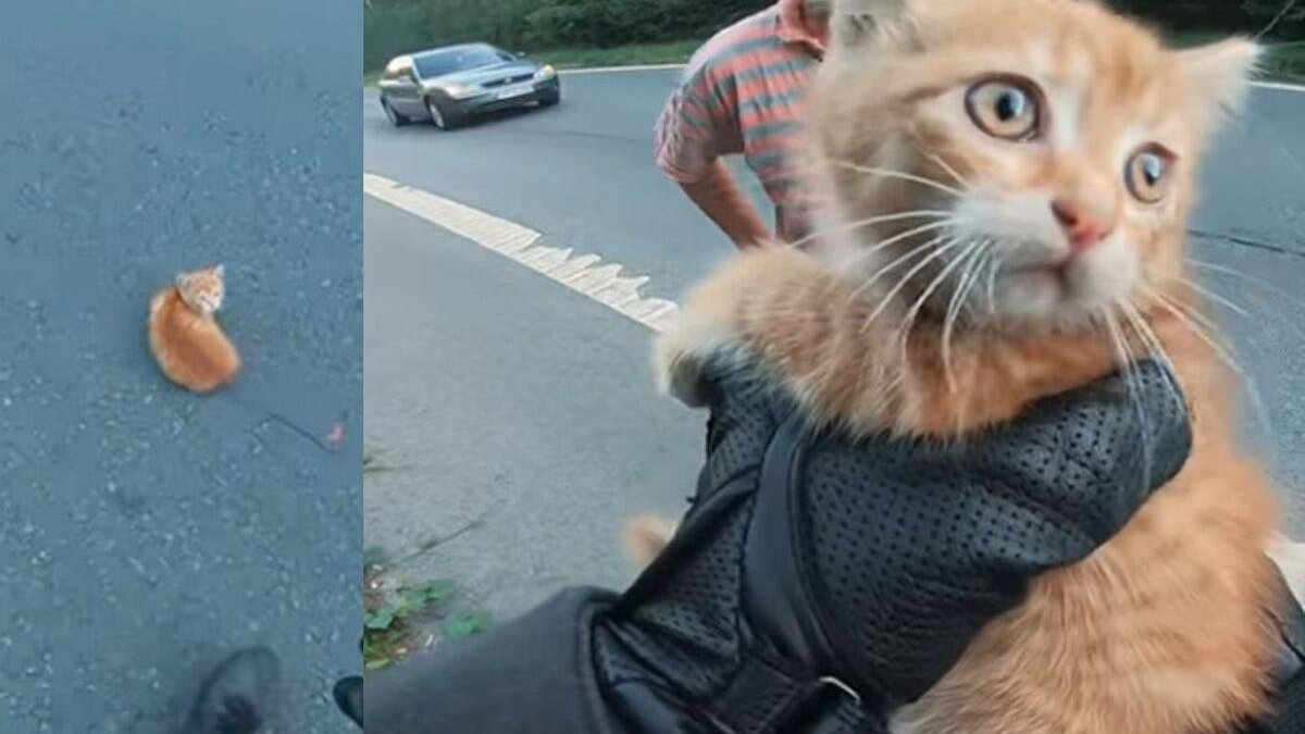 Motoqueiro salva gatinho - Reprodução