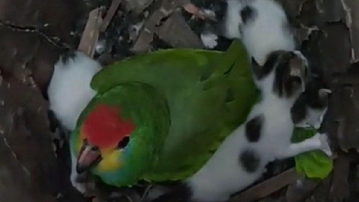 Imagem Incrível! Papagaio adota filhotes de gato abandonados e cria ninho para eles