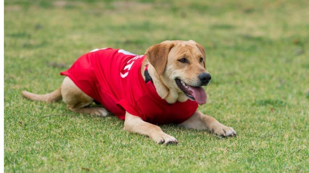 Time de futebol mexicano adotou uma cachorra depois dela ter invadido o gramado. - Reprodução/Facebook