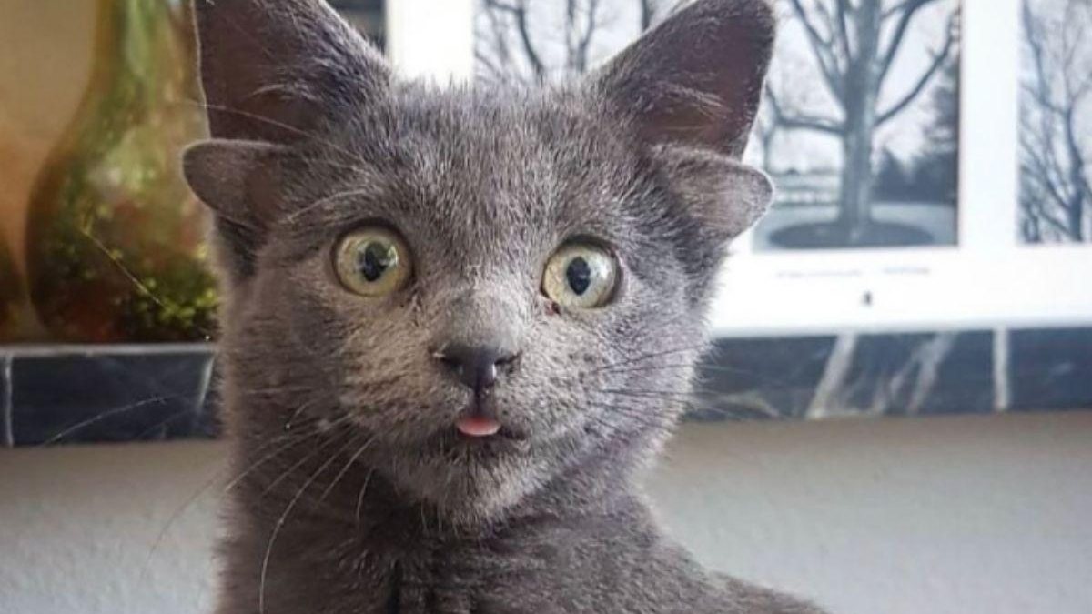 Gato nasce com quatro orelhas - Reprodução / Instagram / @midas_x24