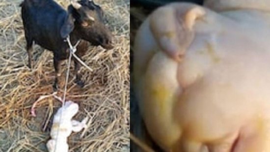 Filhote de cabra nasce com cara de humano - Reprodução / Twitter / Vegz05