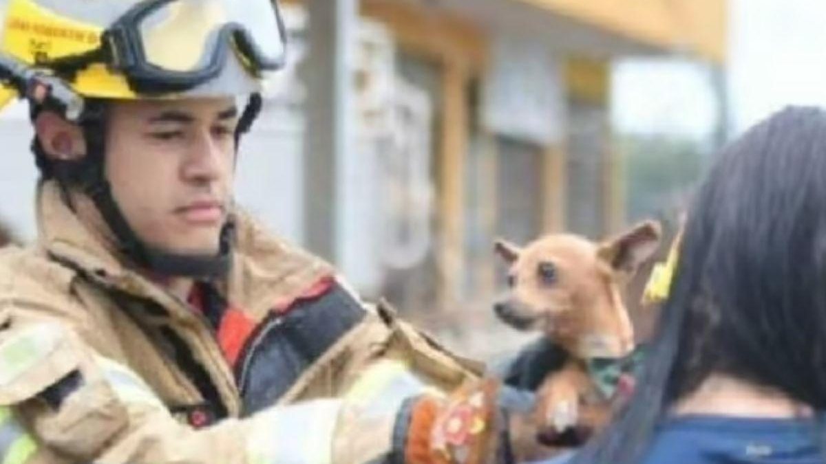 Cachorro é resgatado após prédio cair em Taguatinga - Reprodução / Correio Braziliense