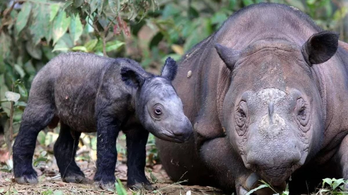 Rinoceronte dá à luz um bebê da espécie após oito abortos espontâneos. - Reprodução/Ministério do Meio Ambiente e Engenharia Florestal da Indonésia/Biro Humas