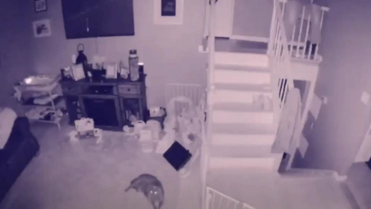 Vídeo de cachorro brincando com “fantasma” viraliza e choca pessoas