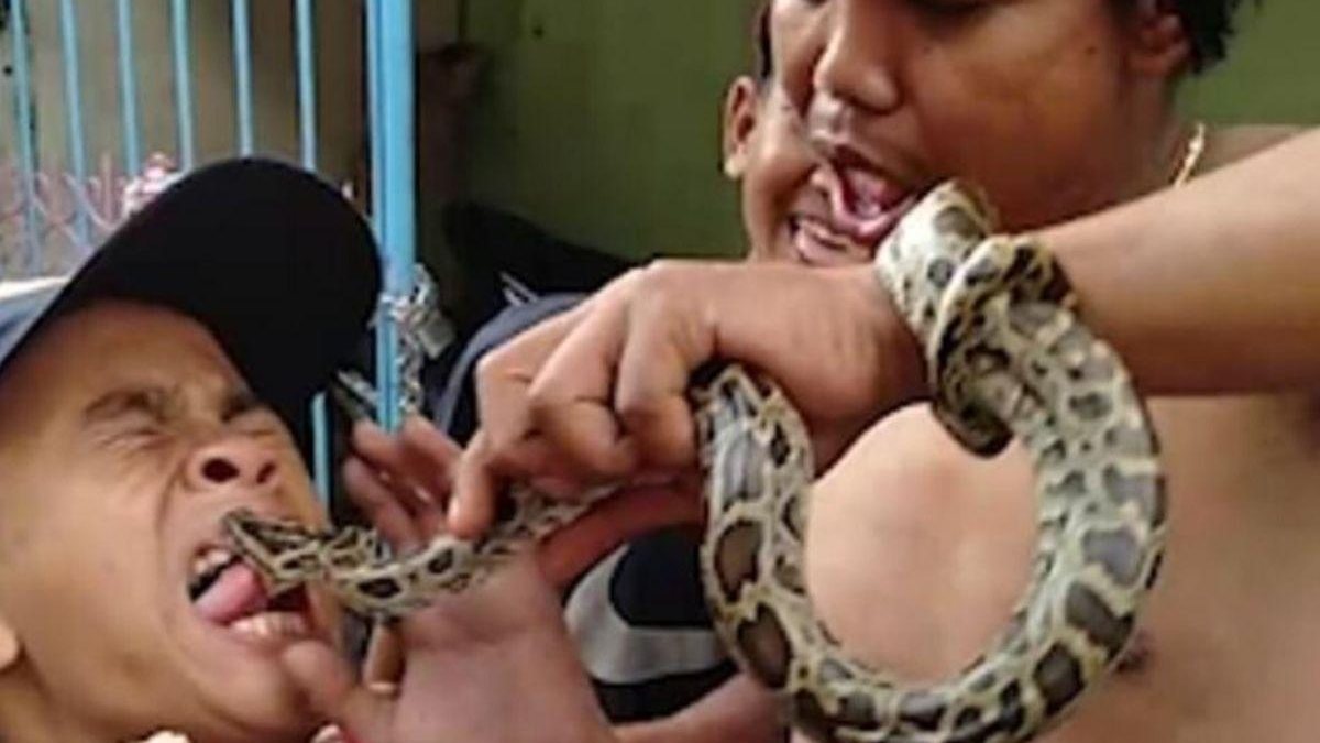 O menino mostrou a língua para a cobra e o bicho picou o garoto - Reprodução / Daily Mail