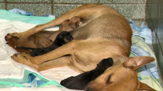 A cadela, “Amiga”, espera em frente à clínica veterinária para ganhar filhotes, no Espírito Santo - Reprodução / TV Gazeta