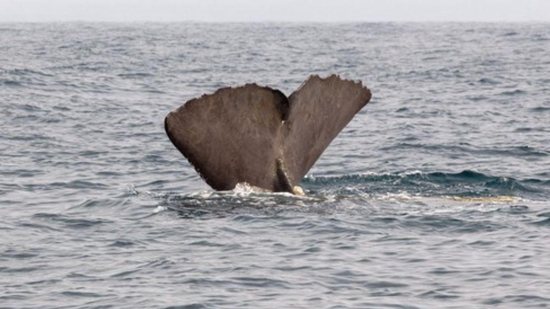 Pescadores encontram tesouro em barriga de baleia - Reprodução/ Twitter