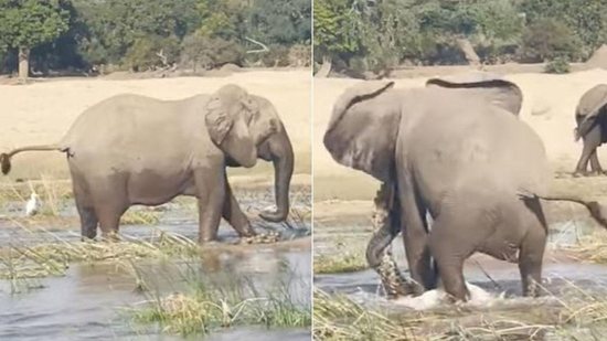 O elefante pisou no crocodilo para salvar os filhotes - Reprodução / YouTube
